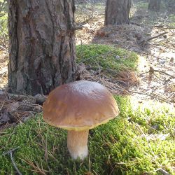 Obrowskie lasy - raj dla grzybiarzy